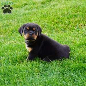 Raven, Rottweiler Puppy